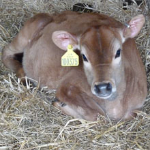 Fishers Mobile Farm